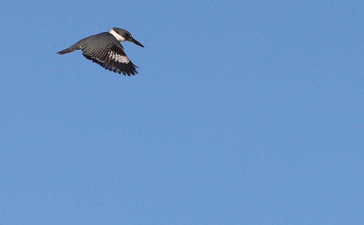Belted Kingfisher - ML614502660