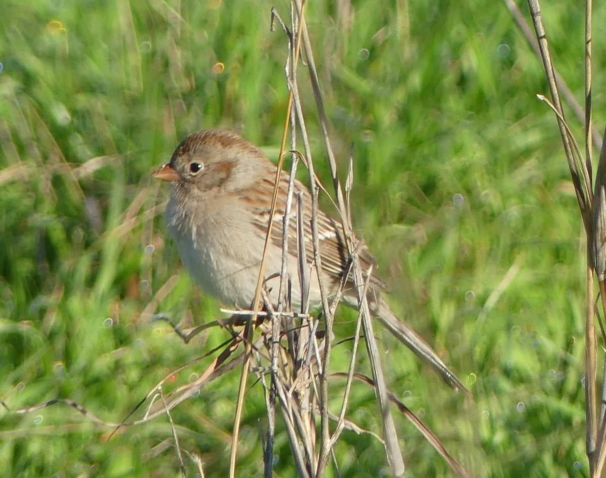 Field Sparrow - ML614502673