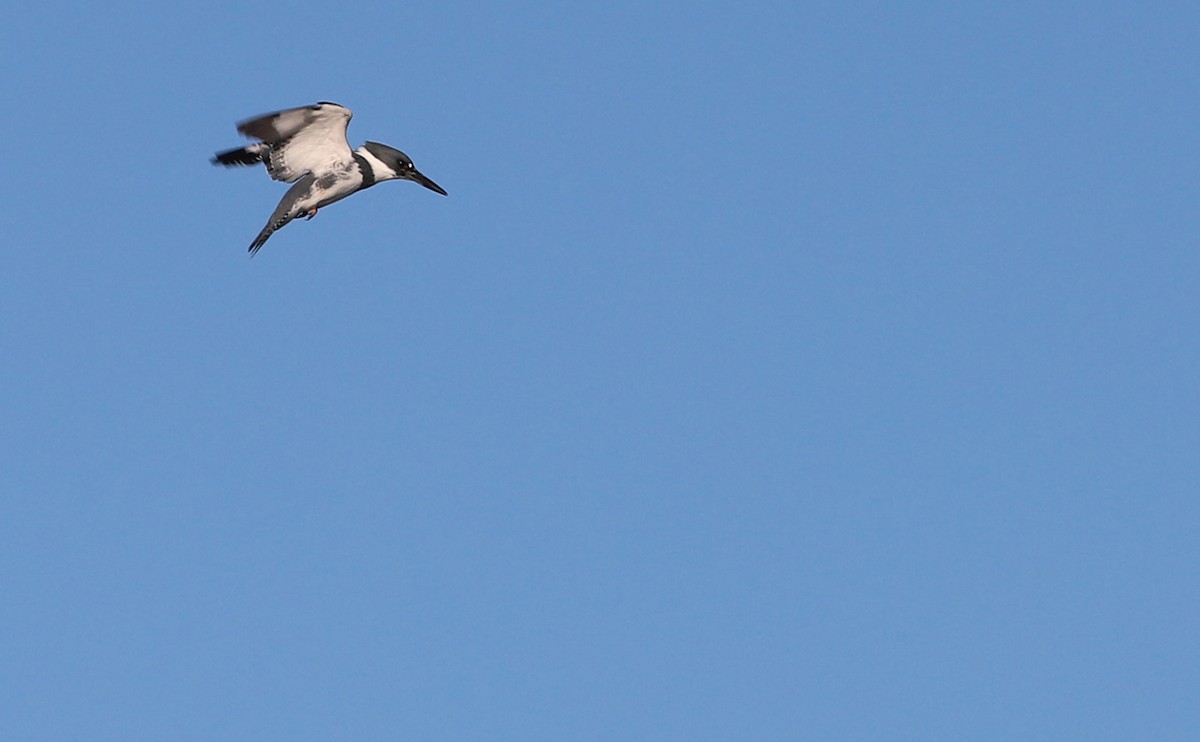 Belted Kingfisher - ML614502677