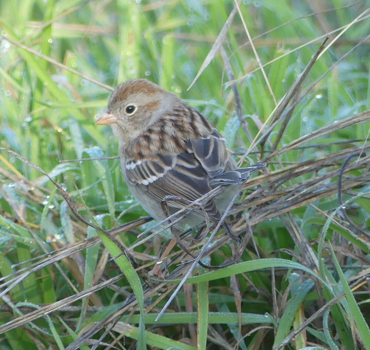 Field Sparrow - Jeanine Merrill