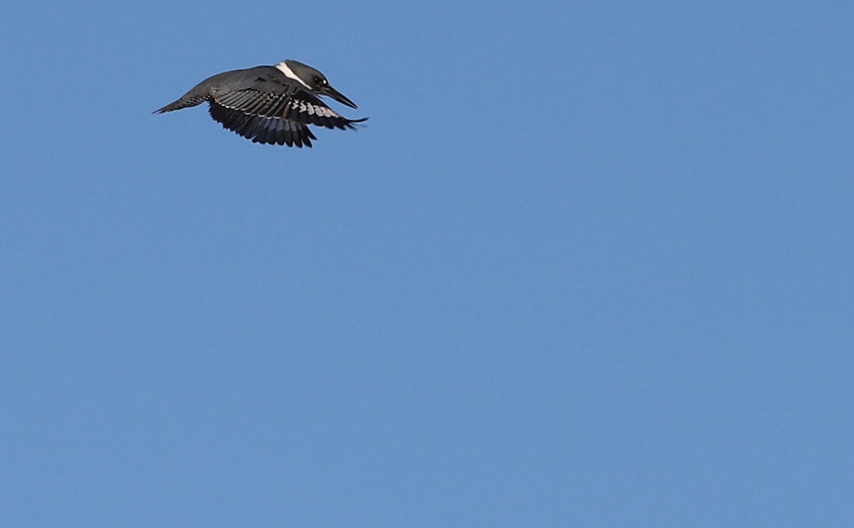 Belted Kingfisher - ML614502685