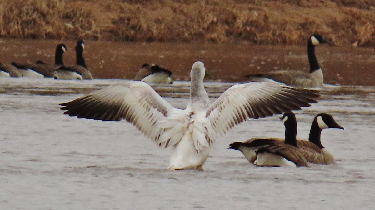 Snow Goose - ML614502690