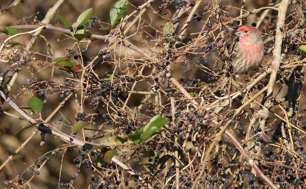 House Finch - ML614502691