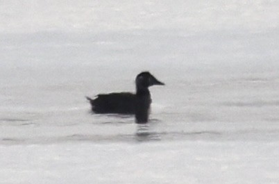 scoter sp. - ML614502697