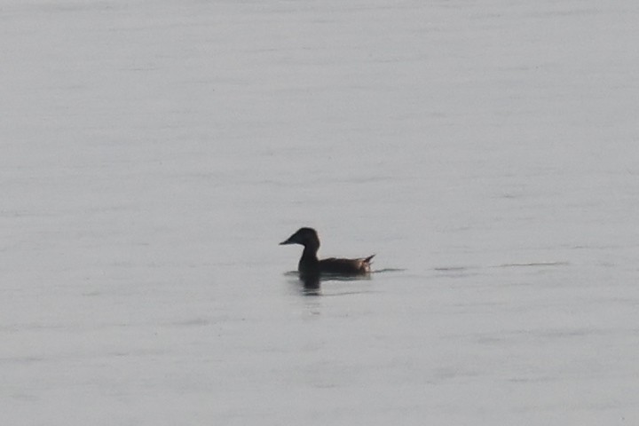 scoter sp. - Katherine Bell