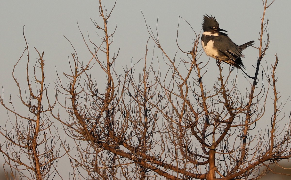 Belted Kingfisher - ML614502710