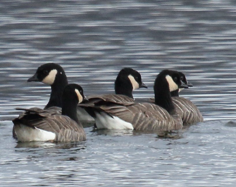 Cackling Goose (minima) - ML614502738