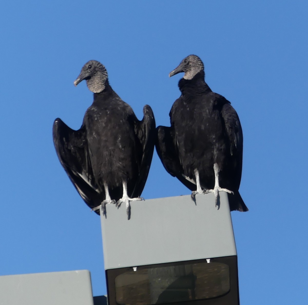 Black Vulture - Jeanine Merrill