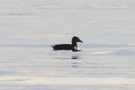 scoter sp. - ML614502763