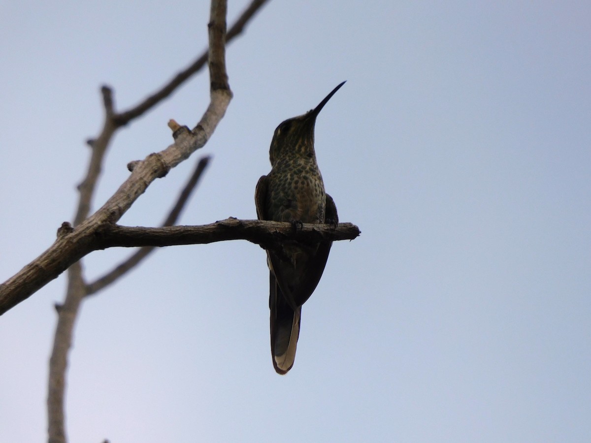 eBird Checklist - 6 Feb 2024 - Parque General San Martin, Capital AR ...