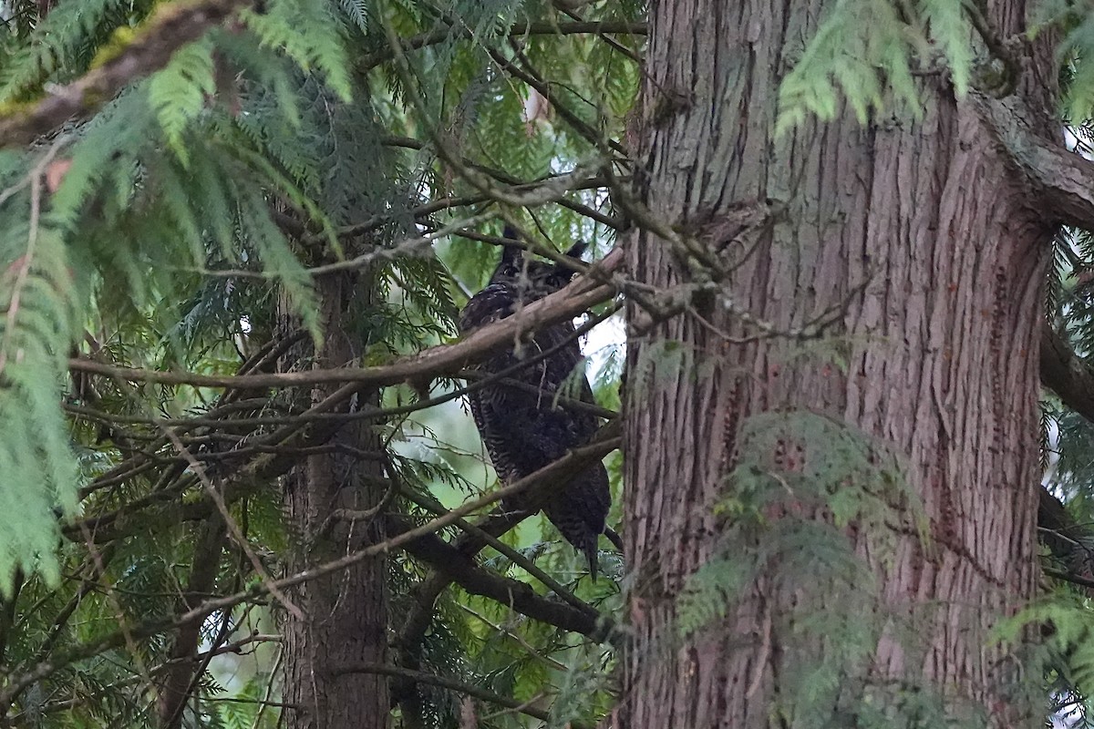 Great Horned Owl - ML614502810