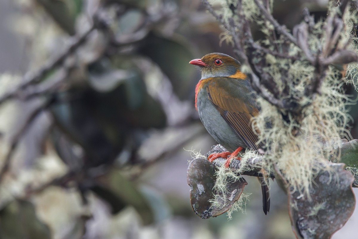 Red-banded Fruiteater - Martin Schuck