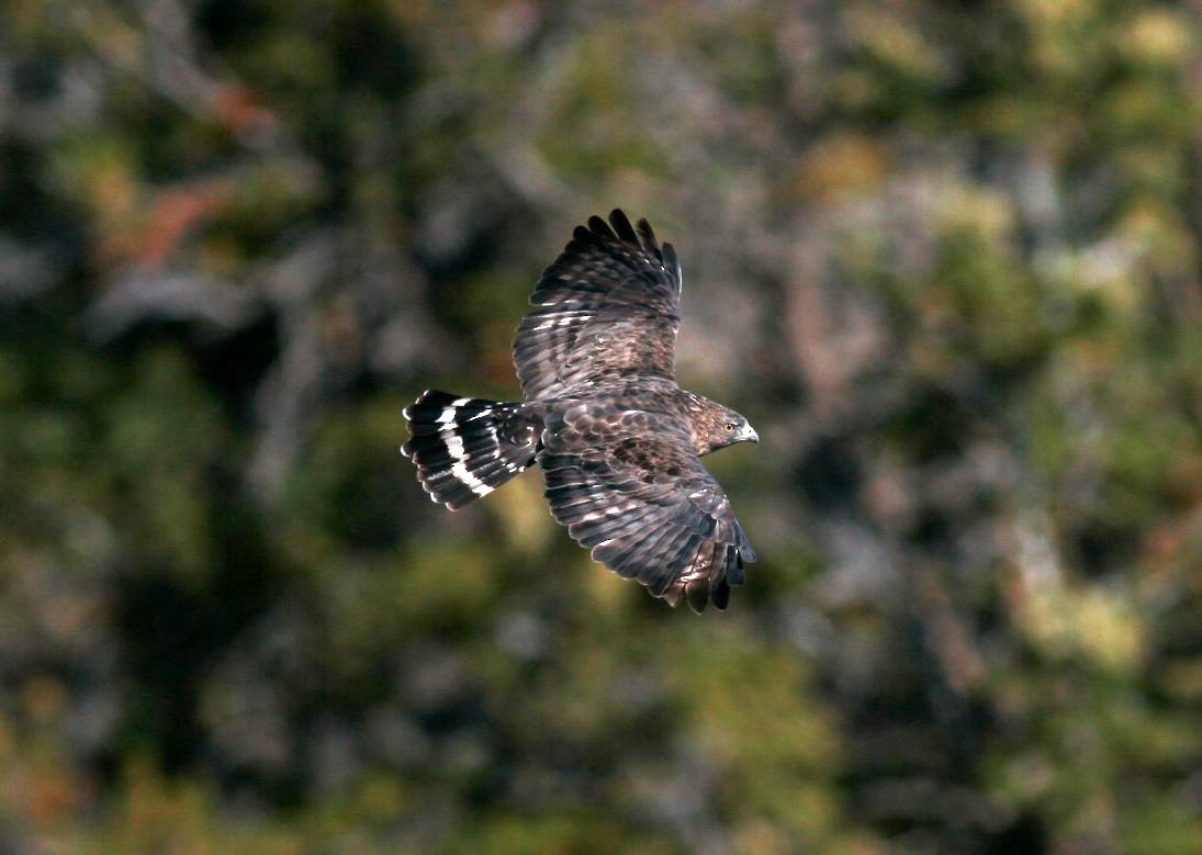 Broad-winged Hawk - Kerry Ross