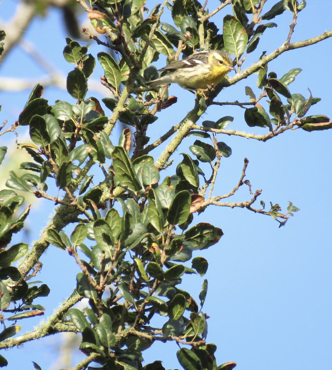 Blackburnian Warbler - ML614502855