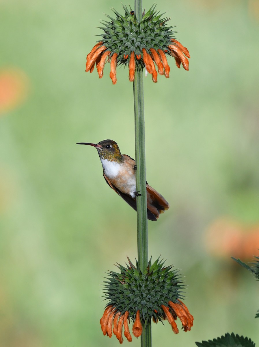 Amazilia Hummingbird - ML614502863