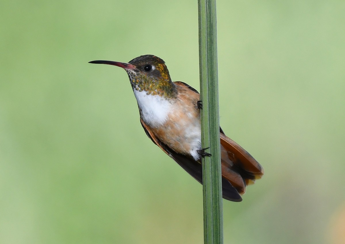 Amazilia Hummingbird - Joshua Vandermeulen