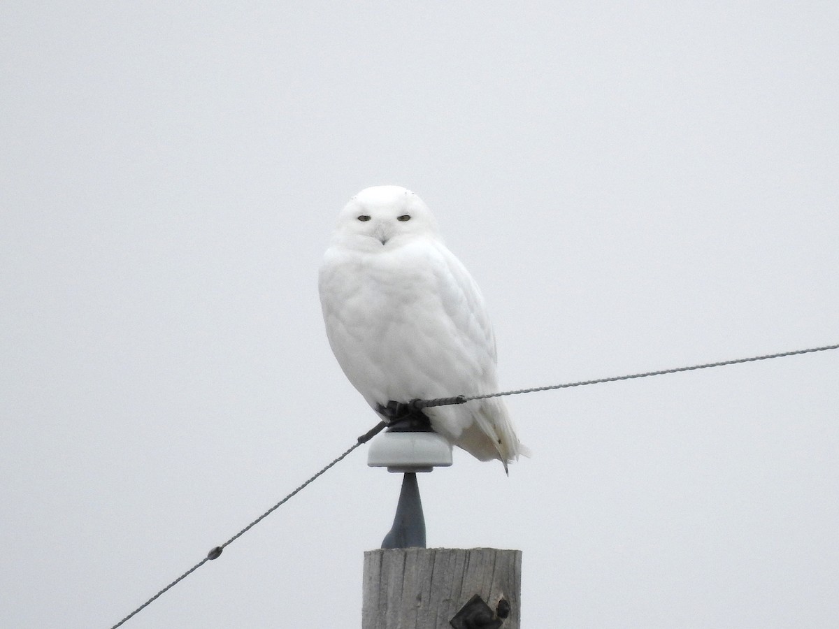 Snowy Owl - ML614502867