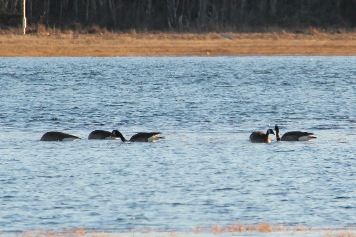 Canada Goose - ML614502871