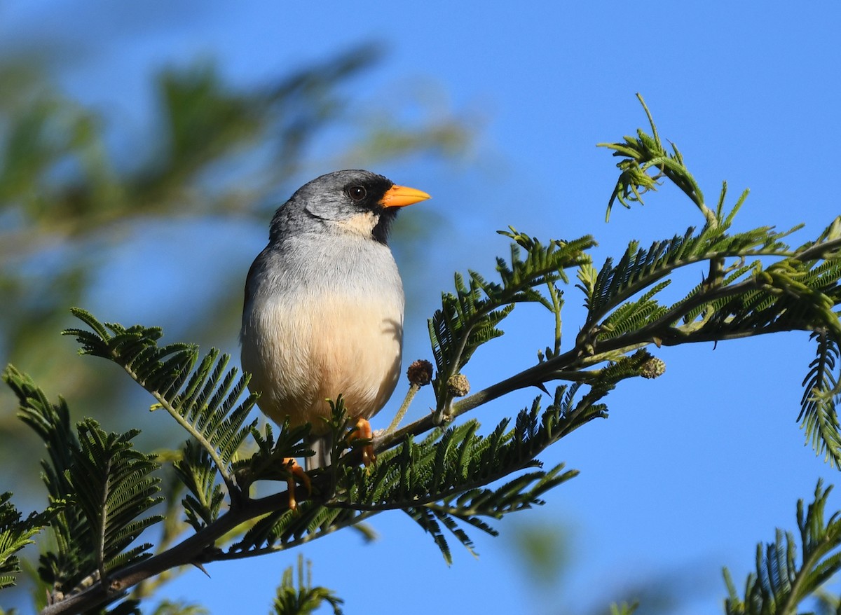 Buff-bridled Inca-Finch - ML614502876