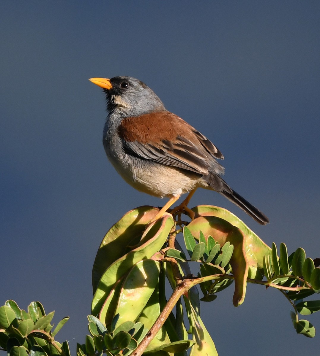 Buff-bridled Inca-Finch - ML614502877