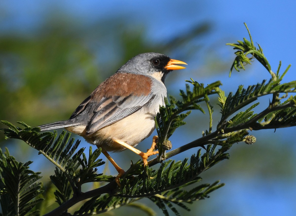 Buff-bridled Inca-Finch - ML614502878