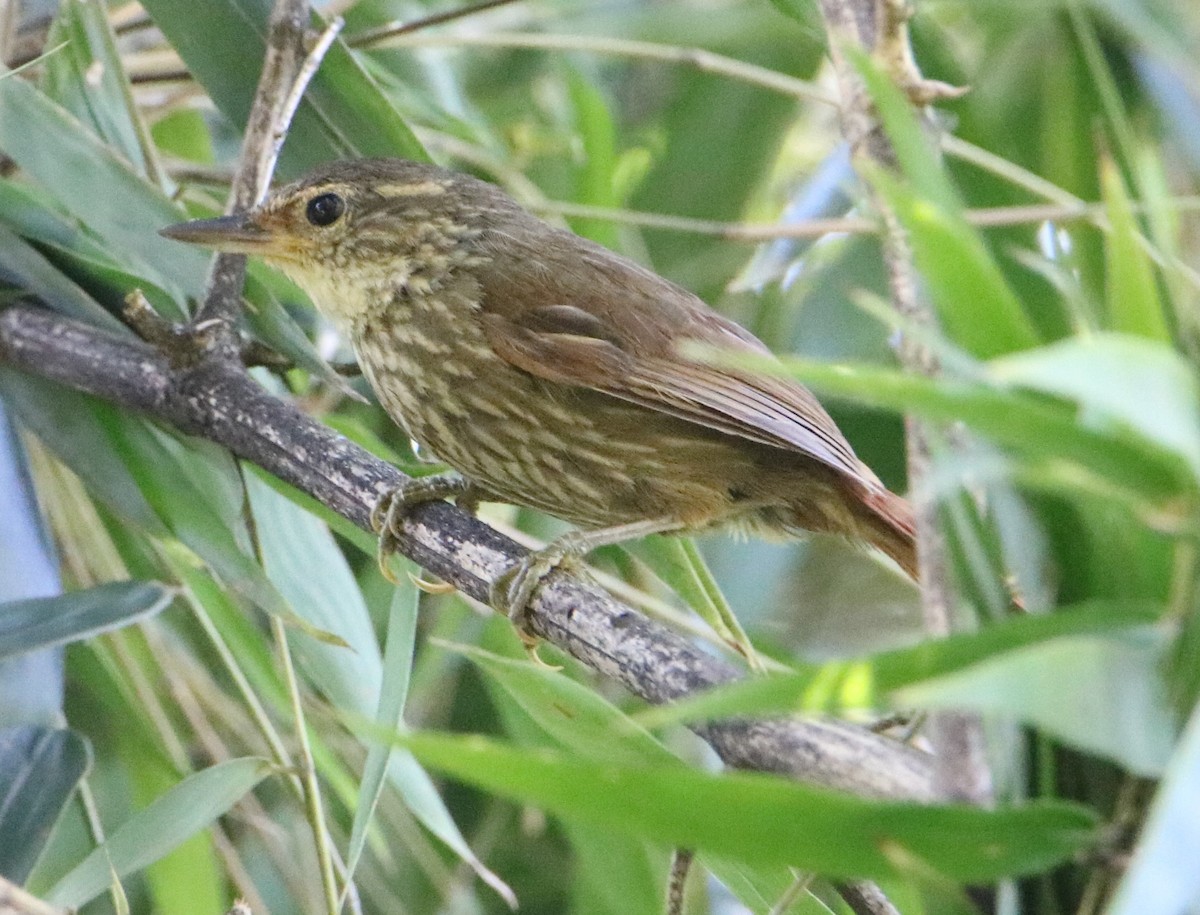 Buff-browed Foliage-gleaner - Rick Muise