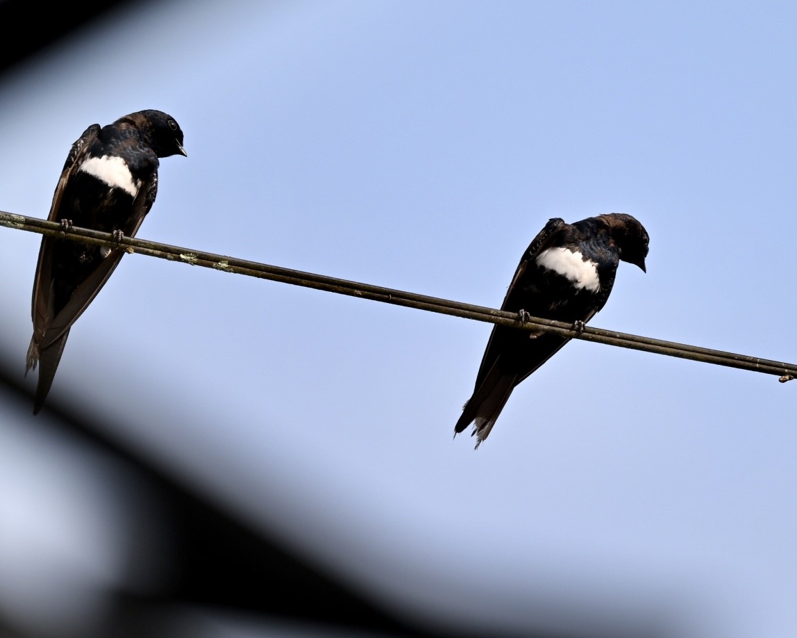 White-banded Swallow - ML614502905