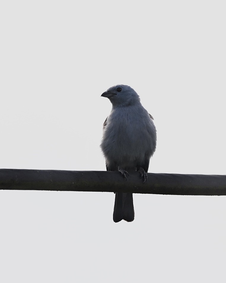 Blue-gray Tanager (White-edged) - ML614502917