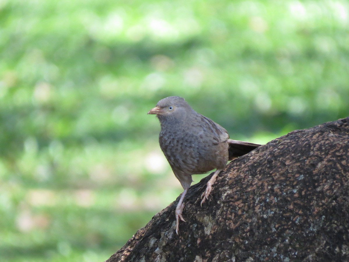 Yellow-billed Babbler - ML614502928