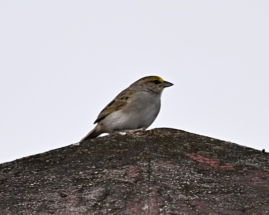 Yellow-browed Sparrow - ML614502939