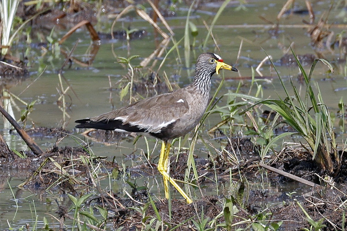 Wattled Lapwing - Charlie Keller