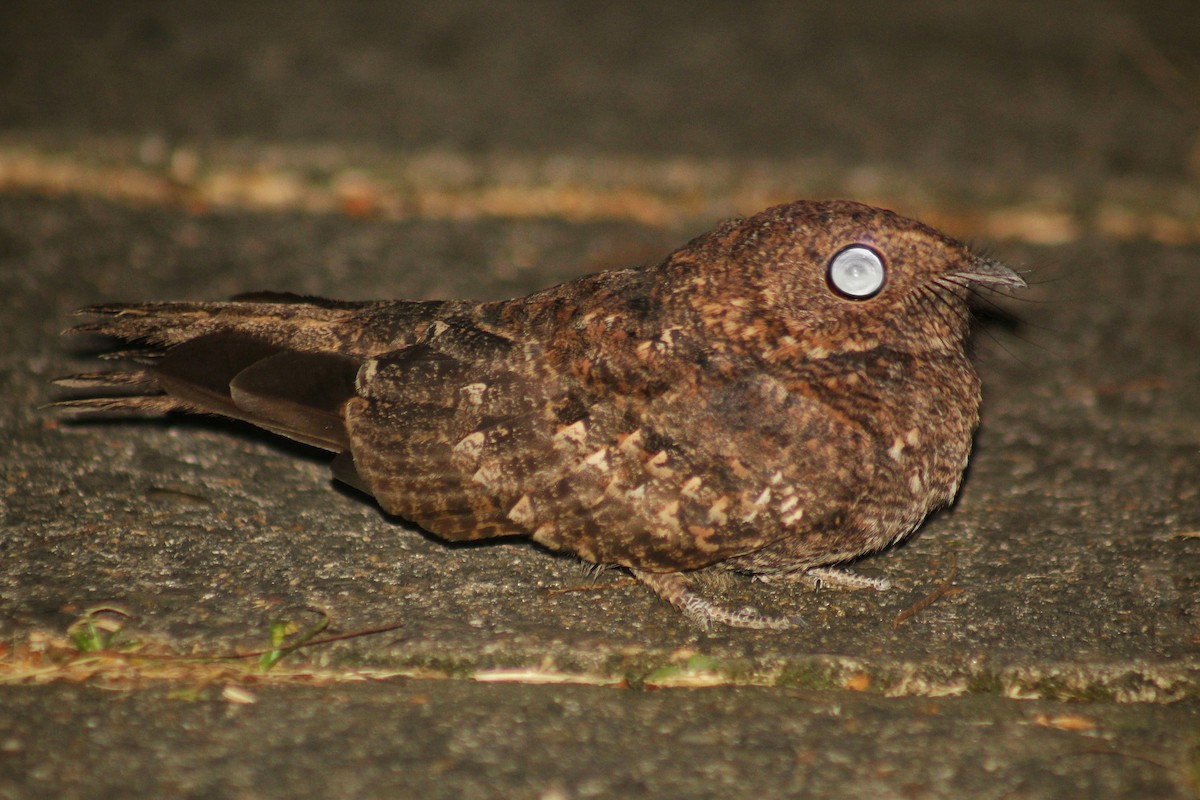 Band-winged Nightjar (longirostris) - Guillermo Andreo