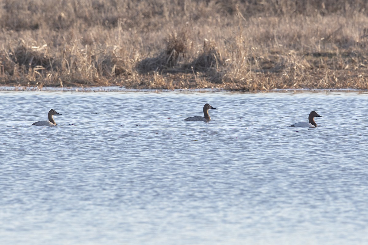 Canvasback - Stefan Minnig