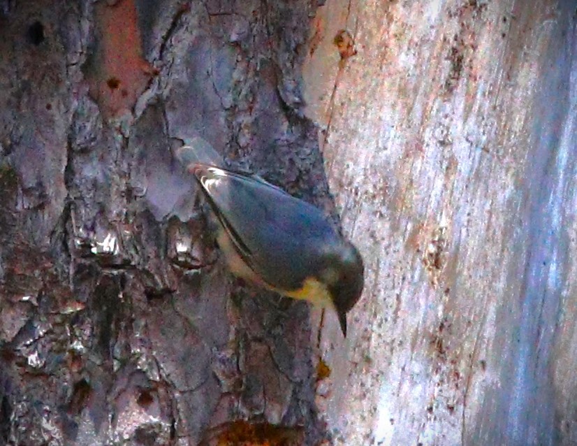 Pygmy Nuthatch - ML614503013
