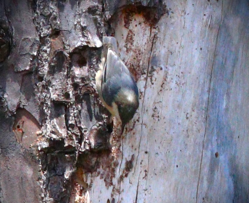 Pygmy Nuthatch - ML614503018