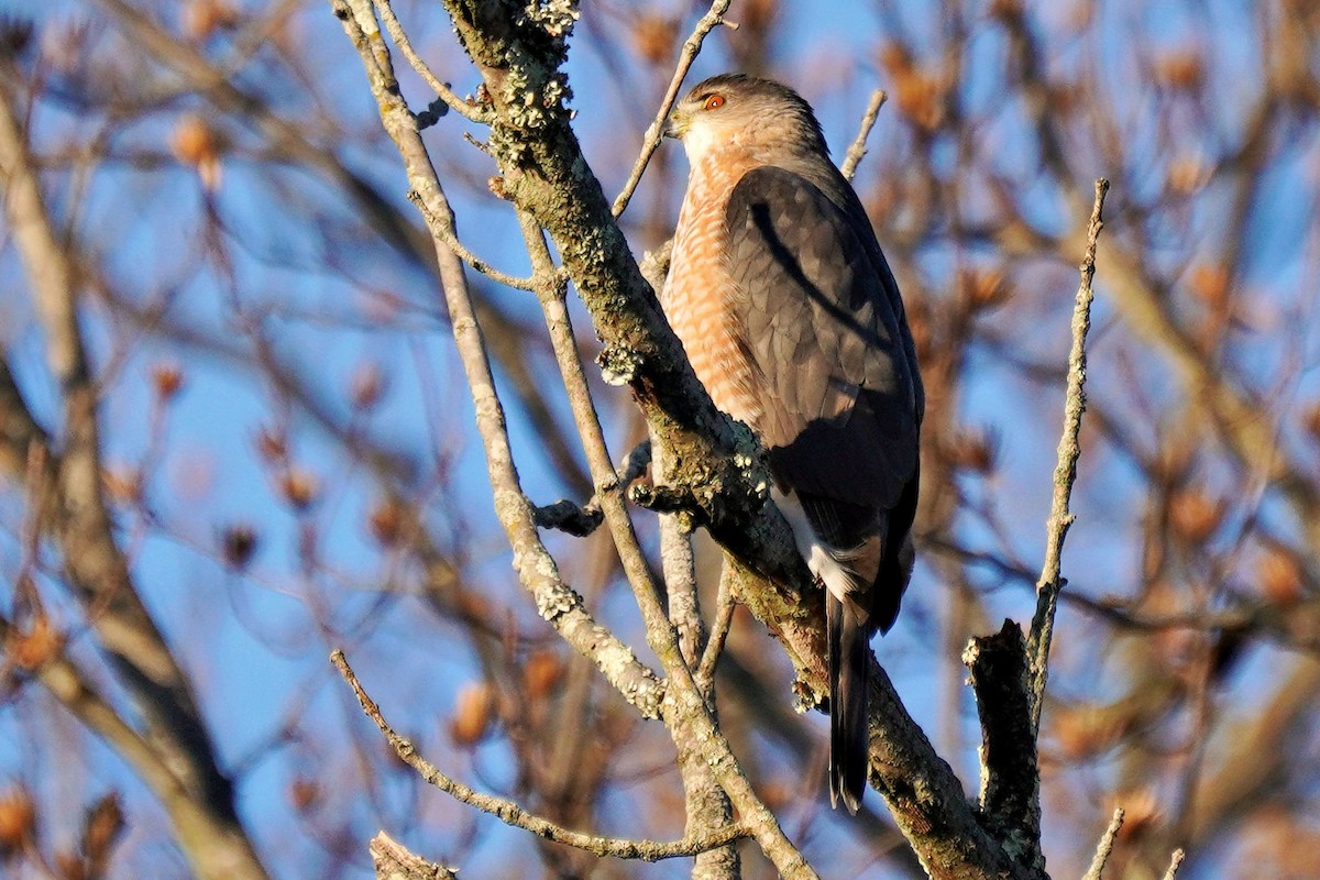 Cooper's Hawk - Eric Haas