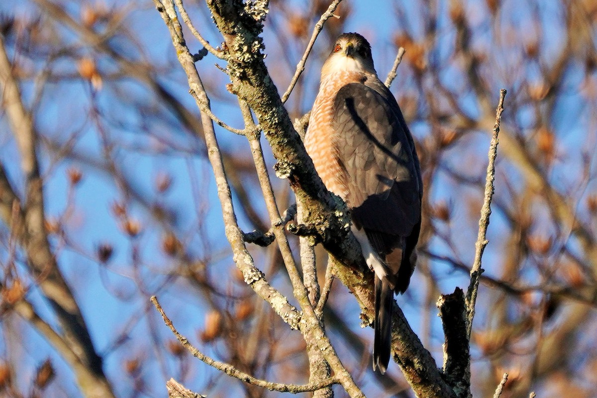 Cooper's Hawk - ML614503027