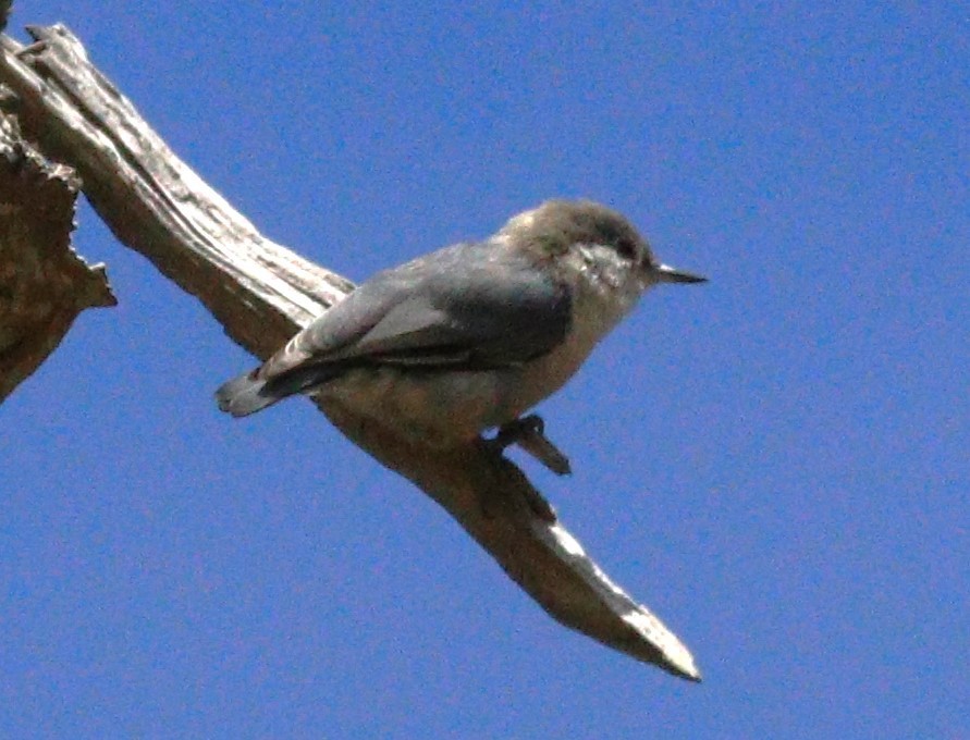 Pygmy Nuthatch - ML614503028
