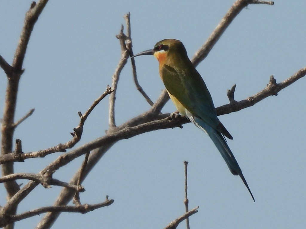 Blue-tailed Bee-eater - ML614503033