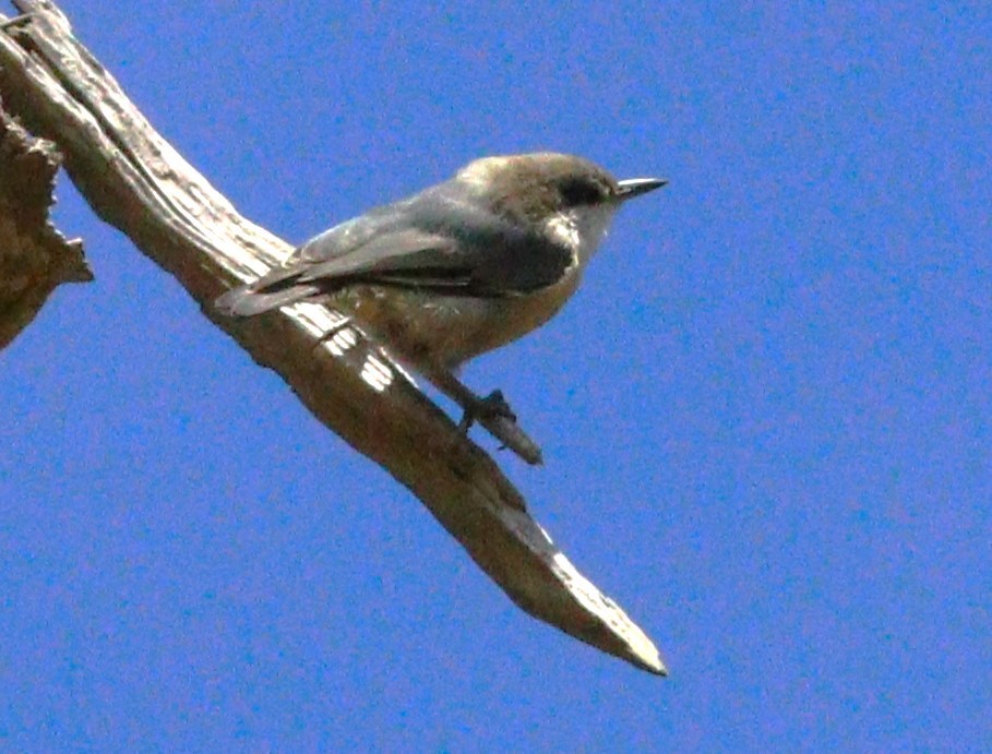 Pygmy Nuthatch - ML614503041