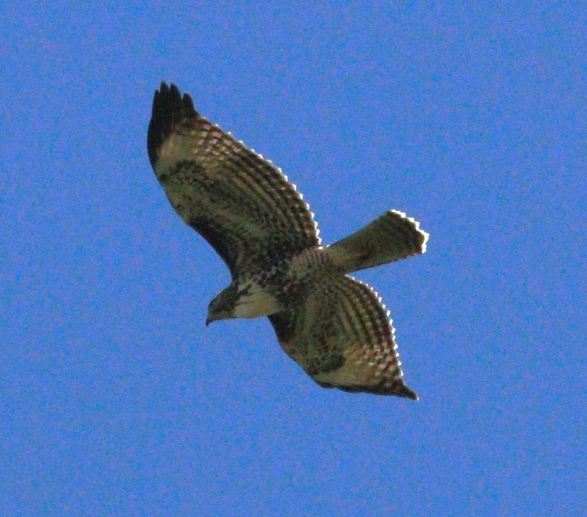 Red-tailed Hawk (calurus/alascensis) - ML614503071