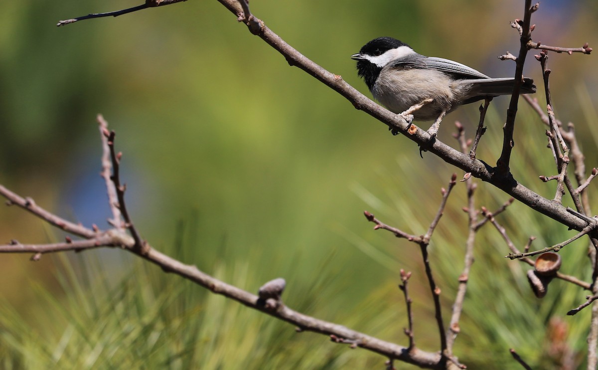 Carolina Chickadee - ML614503114