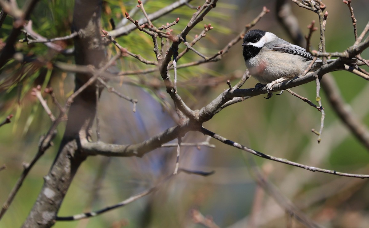 Carolina Chickadee - ML614503123