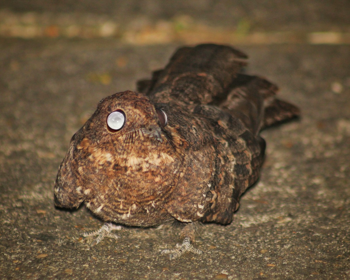 Band-winged Nightjar (longirostris) - Guillermo Andreo