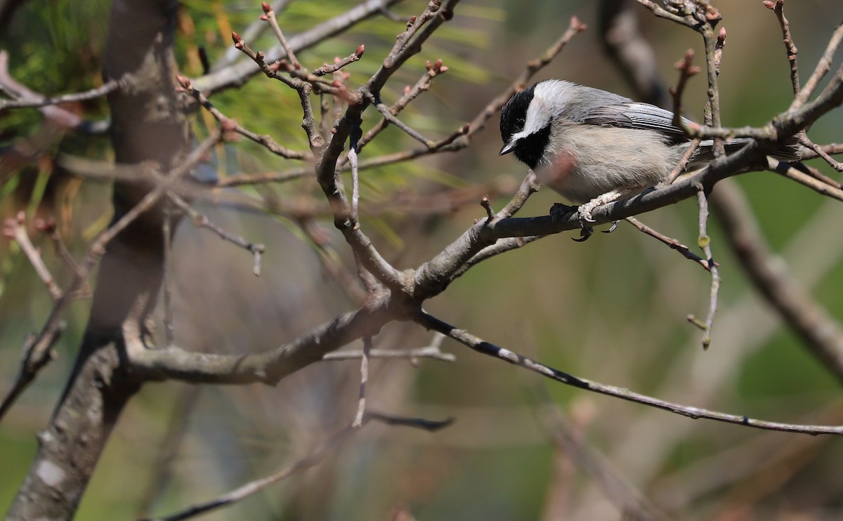 Carolina Chickadee - ML614503127