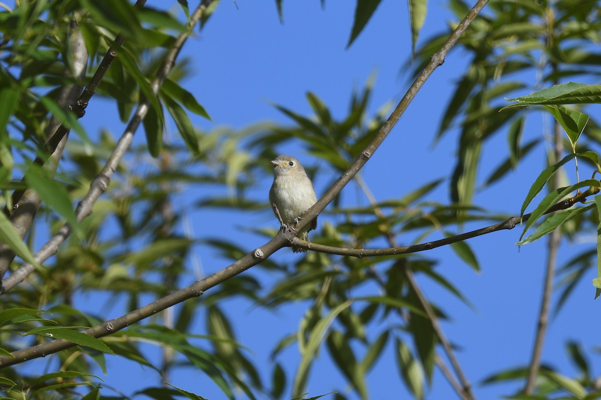 Hutton's Vireo - ML614503145