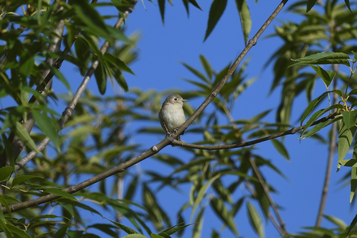 Hutton's Vireo - terence zahner