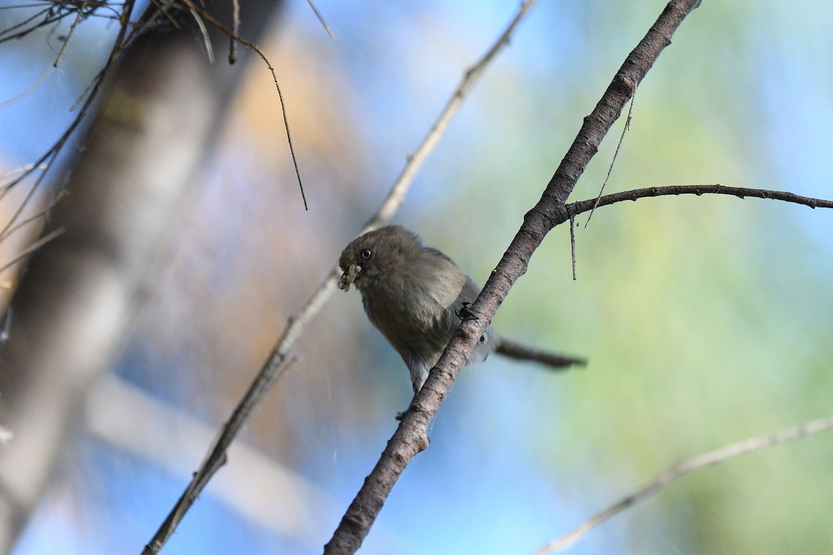 Bushtit - ML614503152