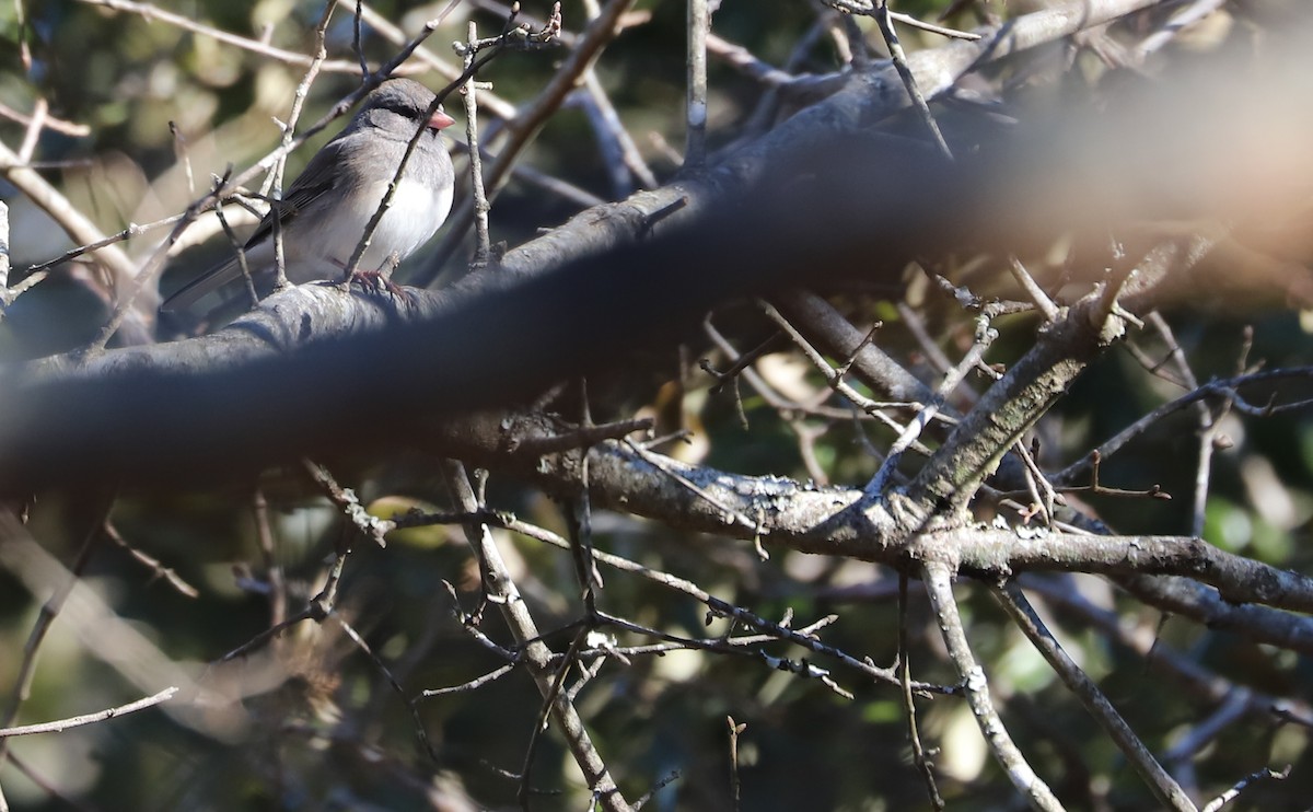 Junco ardoisé (hyemalis/carolinensis) - ML614503153