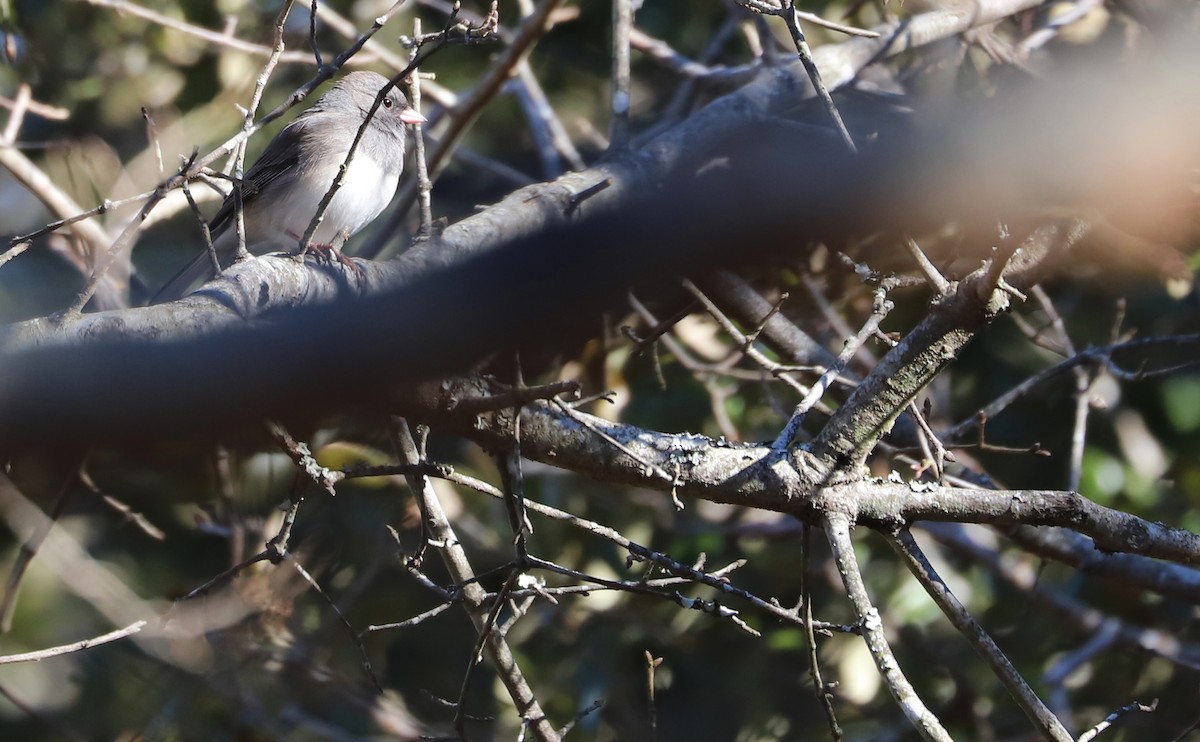 Junco ardoisé (hyemalis/carolinensis) - ML614503161